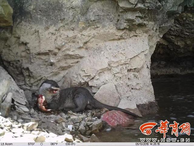 我国的自然保护区，中国的自然保护区（全国474个国家级自然保护区都保护了什么宝贝）
