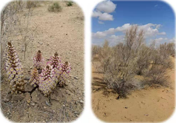为什么称肉苁蓉为沙漠人参，2. 有“沙漠人参”之称的苁蓉,寄生在哪种植物根部（“沙漠人参”肉苁蓉）