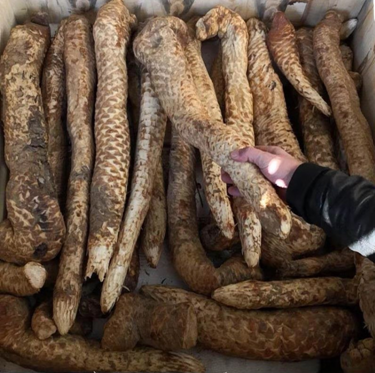 为什么称肉苁蓉为沙漠人参，2. 有“沙漠人参”之称的苁蓉,寄生在哪种植物根部（“沙漠人参”肉苁蓉）