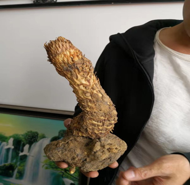 为什么称肉苁蓉为沙漠人参，2. 有“沙漠人参”之称的苁蓉,寄生在哪种植物根部（“沙漠人参”肉苁蓉）