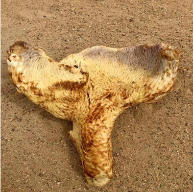 为什么称肉苁蓉为沙漠人参，2. 有“沙漠人参”之称的苁蓉,寄生在哪种植物根部（“沙漠人参”肉苁蓉）