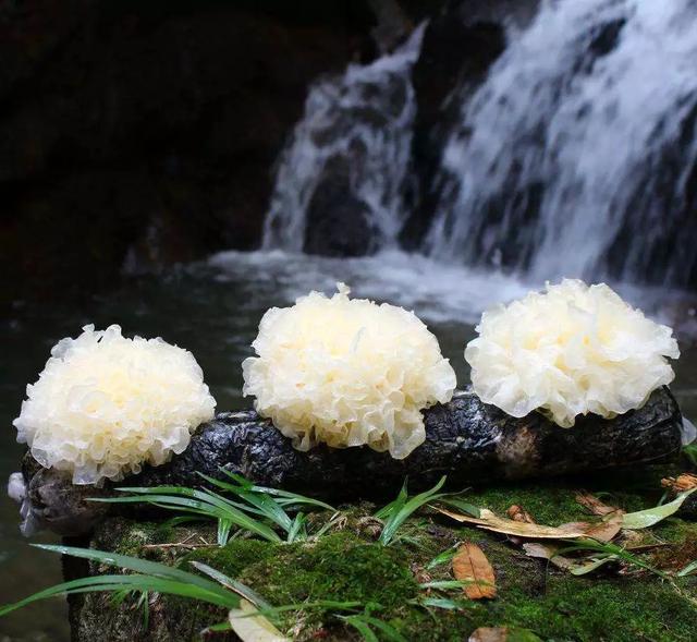 鲜银耳放冰箱可以保存多久，泡好的银耳可以冷冻保存吗（这些事一次说清楚）