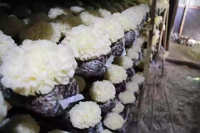 鲜银耳放冰箱可以保存多久，泡好的银耳可以冷冻保存吗（这些事一次说清楚）