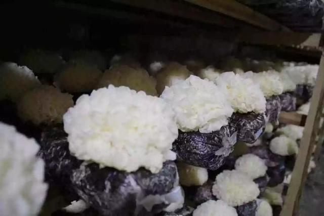 鲜银耳放冰箱可以保存多久，泡好的银耳可以冷冻保存吗（这些事一次说清楚）