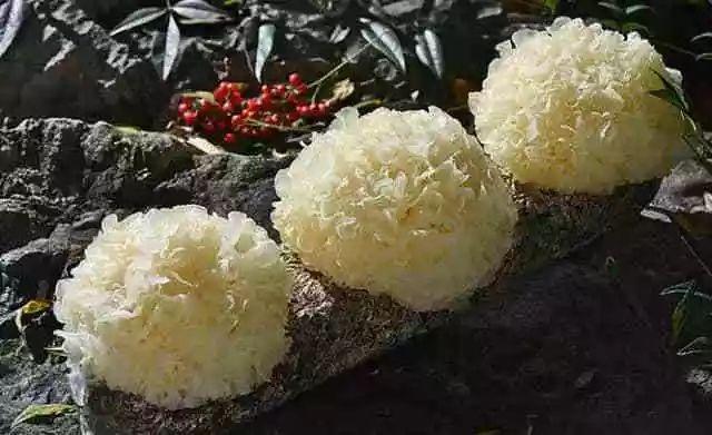 鲜银耳放冰箱可以保存多久，泡好的银耳可以冷冻保存吗（这些事一次说清楚）