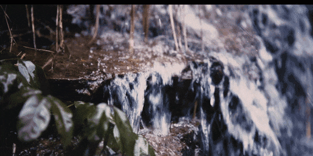 鲜银耳放冰箱可以保存多久，泡好的银耳可以冷冻保存吗（这些事一次说清楚）