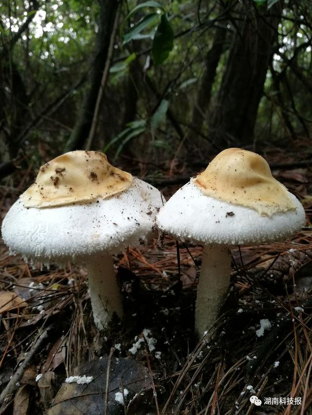 什么样的蘑菇有毒，什么样的蘑菇有毒什么样的蘑菇美味昆虫记（权威专家教你识别常见毒蘑菇）