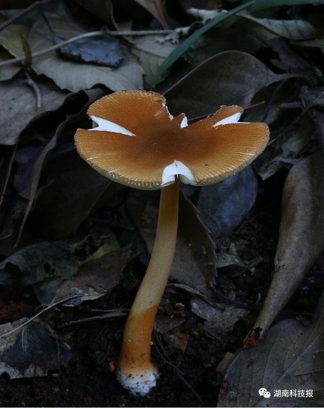 什么样的蘑菇有毒，什么样的蘑菇有毒什么样的蘑菇美味昆虫记（权威专家教你识别常见毒蘑菇）