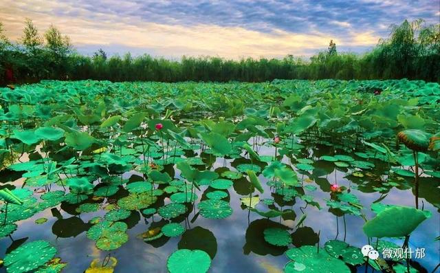 夏天的景物有哪些，夏天有哪些景色和景物（这份独属于夏季的风景）