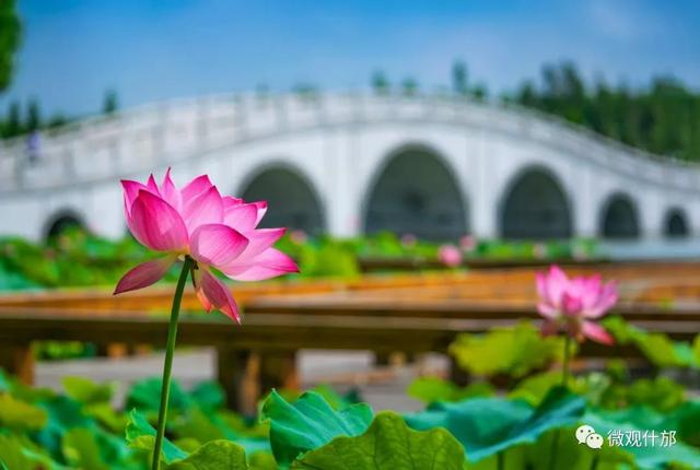 夏天的景物有哪些，夏天代表性的景物有哪些（这份独属于夏季的风景）