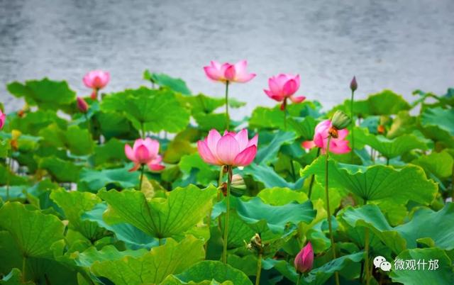 夏天的景物有哪些，夏天有哪些景色和景物（这份独属于夏季的风景）