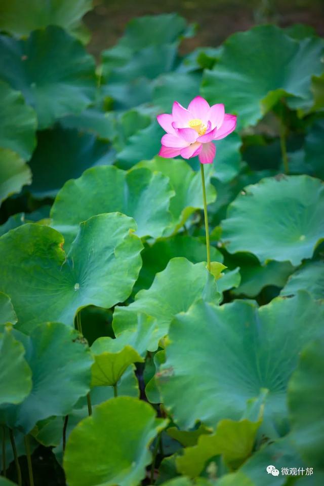 夏天的景物有哪些，夏天代表性的景物有哪些（这份独属于夏季的风景）