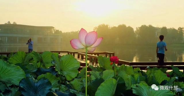 夏天的景物有哪些，夏天代表性的景物有哪些（这份独属于夏季的风景）