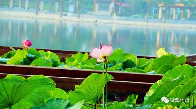 夏天的景物有哪些，夏天有哪些景色和景物（这份独属于夏季的风景）