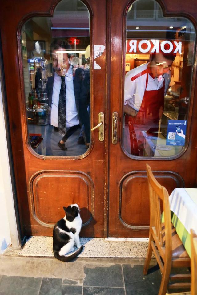 宋晓军的微博，宋晓军简历及民族（你能想象这个世界没有猫吗）