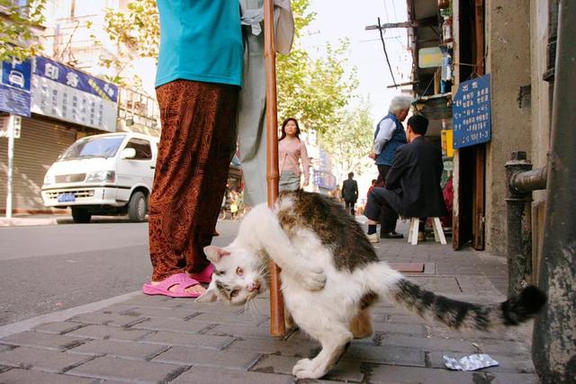 宋晓军的微博，宋晓军简历及民族（你能想象这个世界没有猫吗）