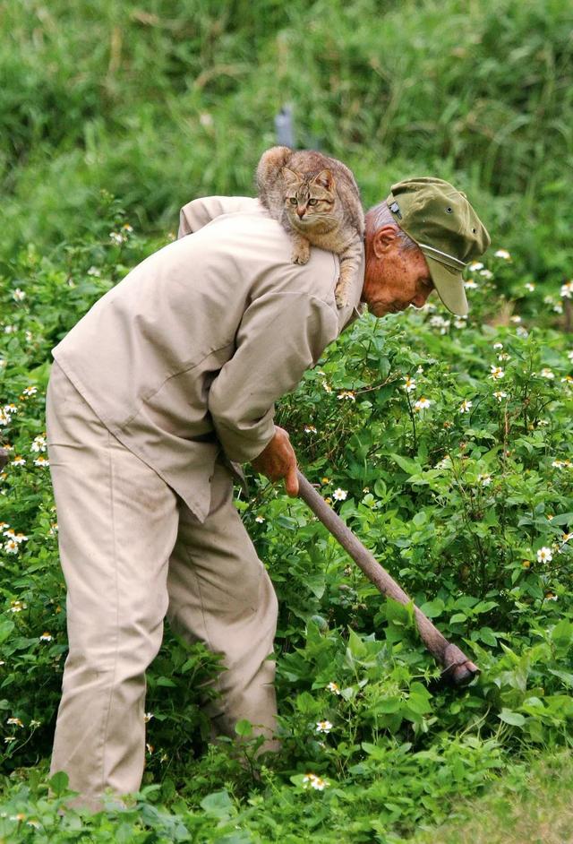宋晓军的微博，宋晓军简历及民族（你能想象这个世界没有猫吗）