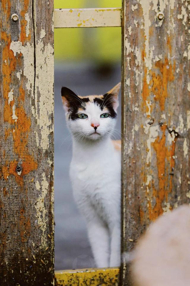 宋晓军的微博，宋晓军简历及民族（你能想象这个世界没有猫吗）