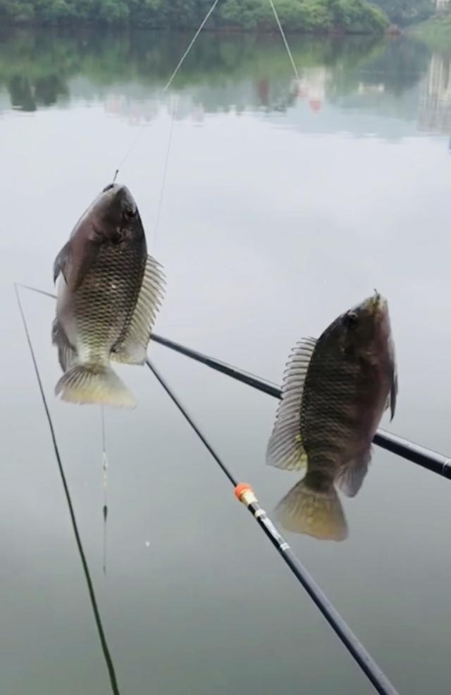 罗非野钓技巧，浅谈野钓罗非鱼的几点要素