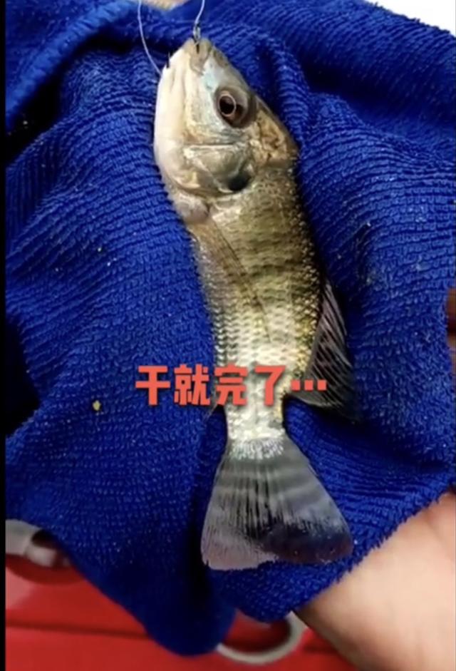 罗非野钓技巧，浅谈野钓罗非鱼的几点要素