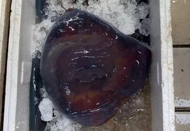 海蜇头怎么处理，海蜇头凉拌太硬了处理方法（这种神秘的海产品随着入伏走来了~）