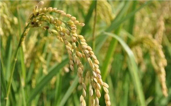 大暑是什么意思，大暑是不是最热的时候（立秋是什么意思）