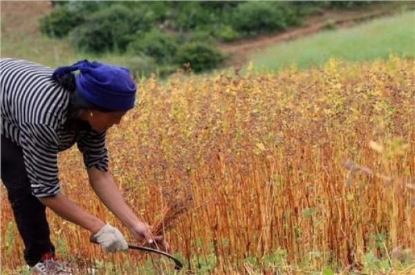 大暑是什么意思，大暑是不是最热的时候（立秋是什么意思）