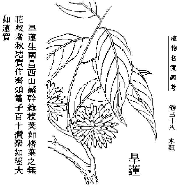 珙桐花(珙桐花开),甚至和"活化石"珙桐是亲戚……(珙桐 花期)_犇涌向
