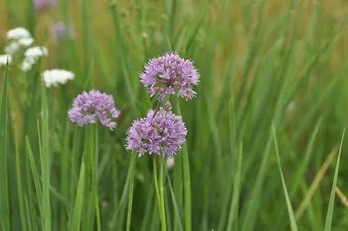 沙葱的功效与作用，沙葱是不是就是野韭菜（世园会·百蔬园丨百种时令蔬菜）