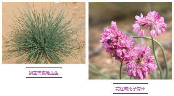 沙葱的功效与作用，沙葱是不是就是野韭菜（世园会·百蔬园丨百种时令蔬菜）