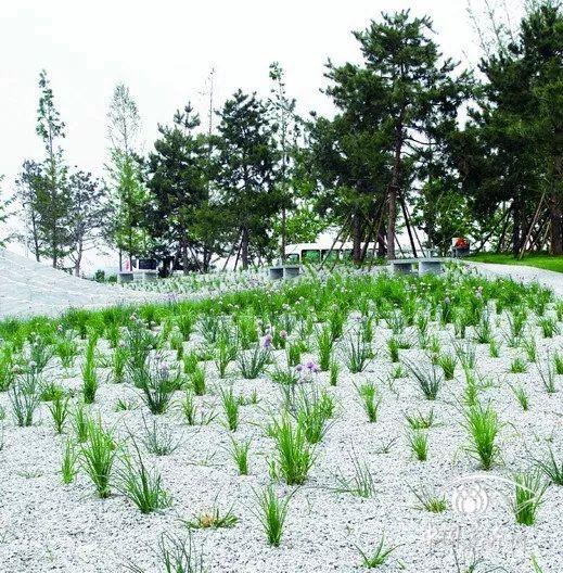 沙葱的功效与作用，沙葱是不是就是野韭菜（世园会·百蔬园丨百种时令蔬菜）