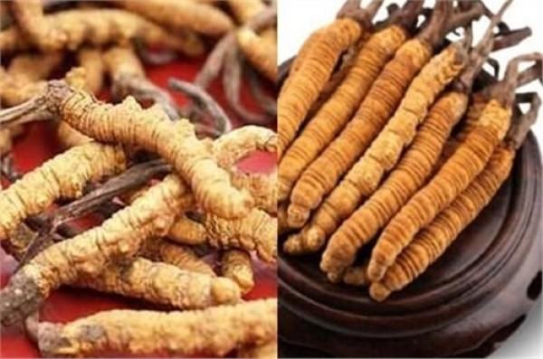 虫草怎么吃效果最好，怎么吃虫草效果最好（你了解这种养生的好东西吗）