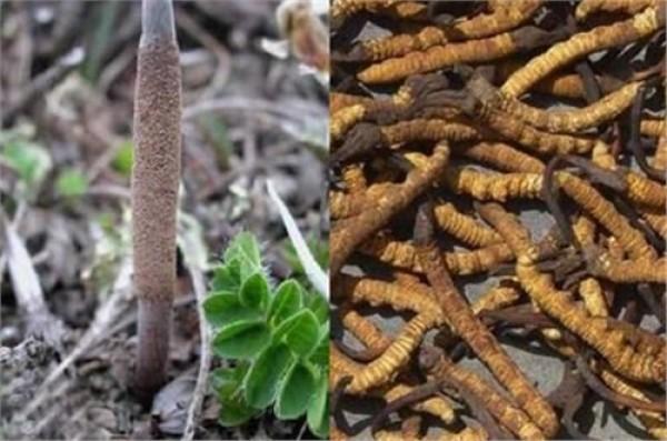 虫草怎么吃效果最好，怎么吃虫草效果最好（你了解这种养生的好东西吗）