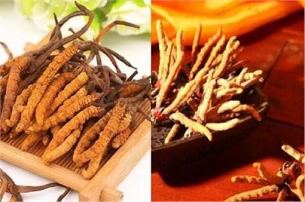 虫草怎么吃效果最好，怎么吃虫草效果最好（你了解这种养生的好东西吗）