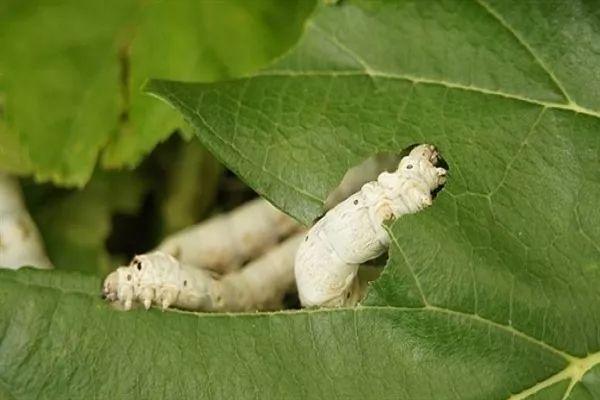 蚕是昆虫吗,为什么，为什么说蚕是昆虫（蝗虫和蚕等昆虫具有类似新鲜橙汁的抗氧化能力）
