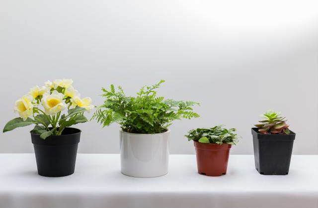 百合花在风水学上有什么讲究，为什么家里不能养百合花（竟因室内放了这3种绿植）