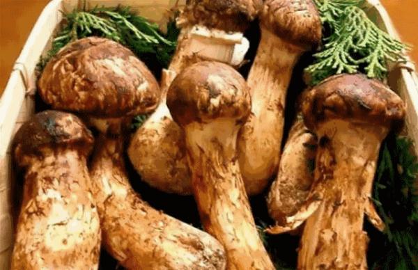 松茸菌的功效与作用及食用方法，松茸菌的最佳吃法（“菌中之王”松茸，你了解多少）