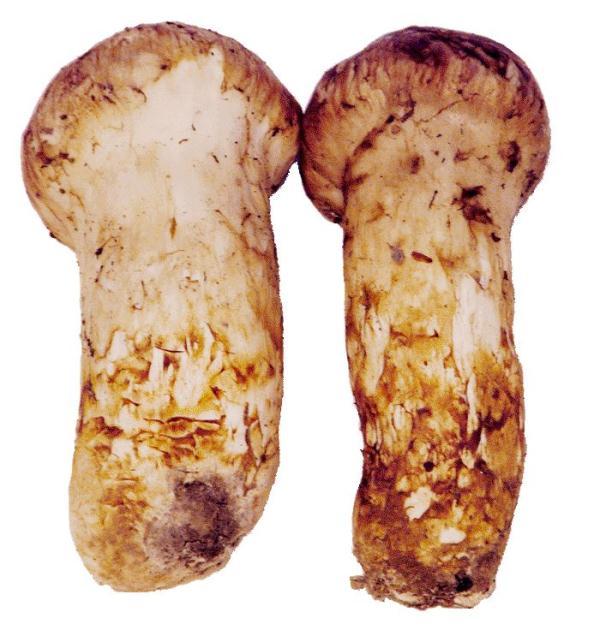 松茸菌的功效与作用及食用方法，松茸菌的最佳吃法（“菌中之王”松茸，你了解多少）