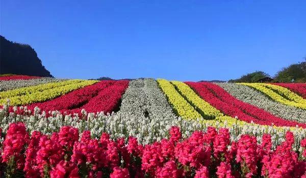 泸州纳溪有什么好玩的地方，泸州纳溪哪些地方好玩（牛！纳溪这个村叫响全国）