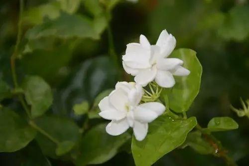 茉莉花的寓意和象征，茉莉寓意和象征意义（花之声 丨 茉莉花）