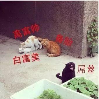 青田石印章，青田石印章图片及价格（如果矿物会说话——煤精）