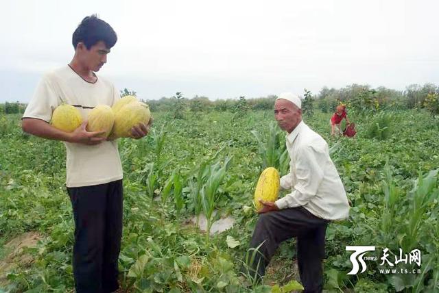 哈密瓜的原产地是哪里，哈密瓜的原产地在什么地方（让纯种哈密瓜的味道传下去）