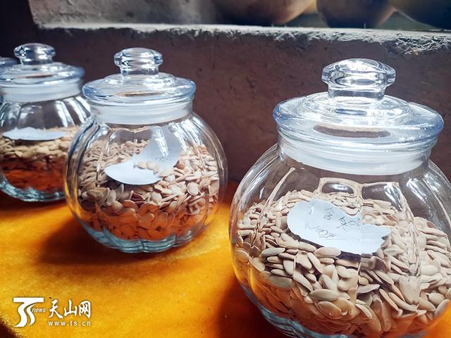 哈密瓜的原产地是哪里，哈密瓜的原产地在什么地方（让纯种哈密瓜的味道传下去）