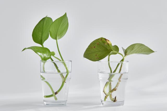 百合花在风水学上有什么讲究，为什么家里不能养百合花（竟因室内放了这3种绿植）