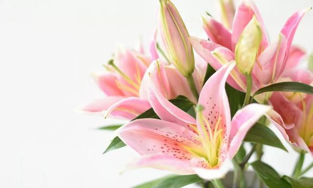 百合花的作文，百合花的作文200字（微语录丨骄傲的百合随风摇曳）