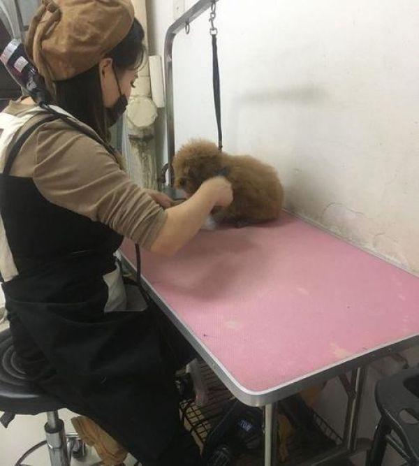 泰迪能不能剪毛，泰迪狗要剪毛发吗（小姐姐太年轻网友有点不放心）