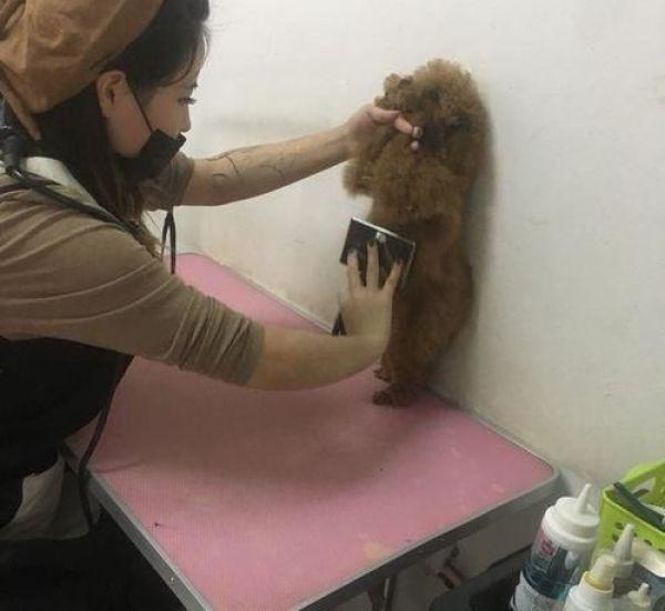 泰迪能不能剪毛，泰迪狗要剪毛发吗（小姐姐太年轻网友有点不放心）