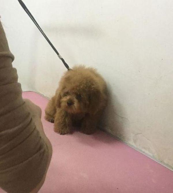 泰迪能不能剪毛，泰迪狗要剪毛发吗（小姐姐太年轻网友有点不放心）