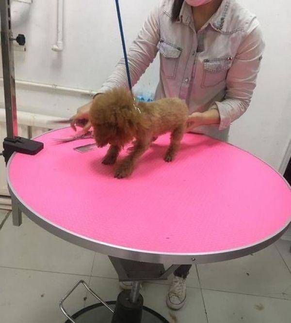 泰迪能不能剪毛，泰迪狗要剪毛发吗（小姐姐太年轻网友有点不放心）