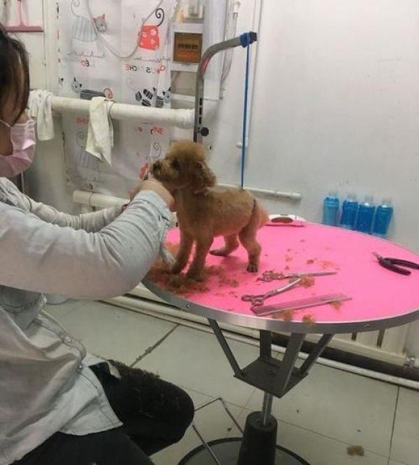 泰迪能不能剪毛，泰迪狗要剪毛发吗（小姐姐太年轻网友有点不放心）